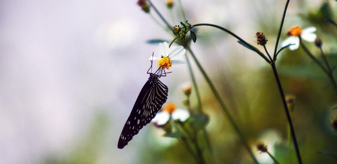 De Internationale Dag van de Biodiversiteit