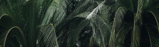 Alles wat je moet weten over palmblad